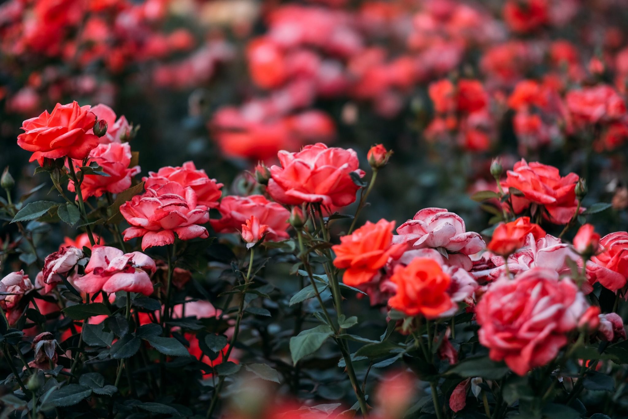Significado das Flores: Entenda a Floriografia!