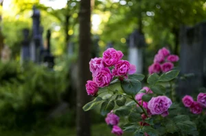 Rosas cor-de-rosa em primeiro plano, com lápides desfocadas ao fundo em um cemitério arborizado.